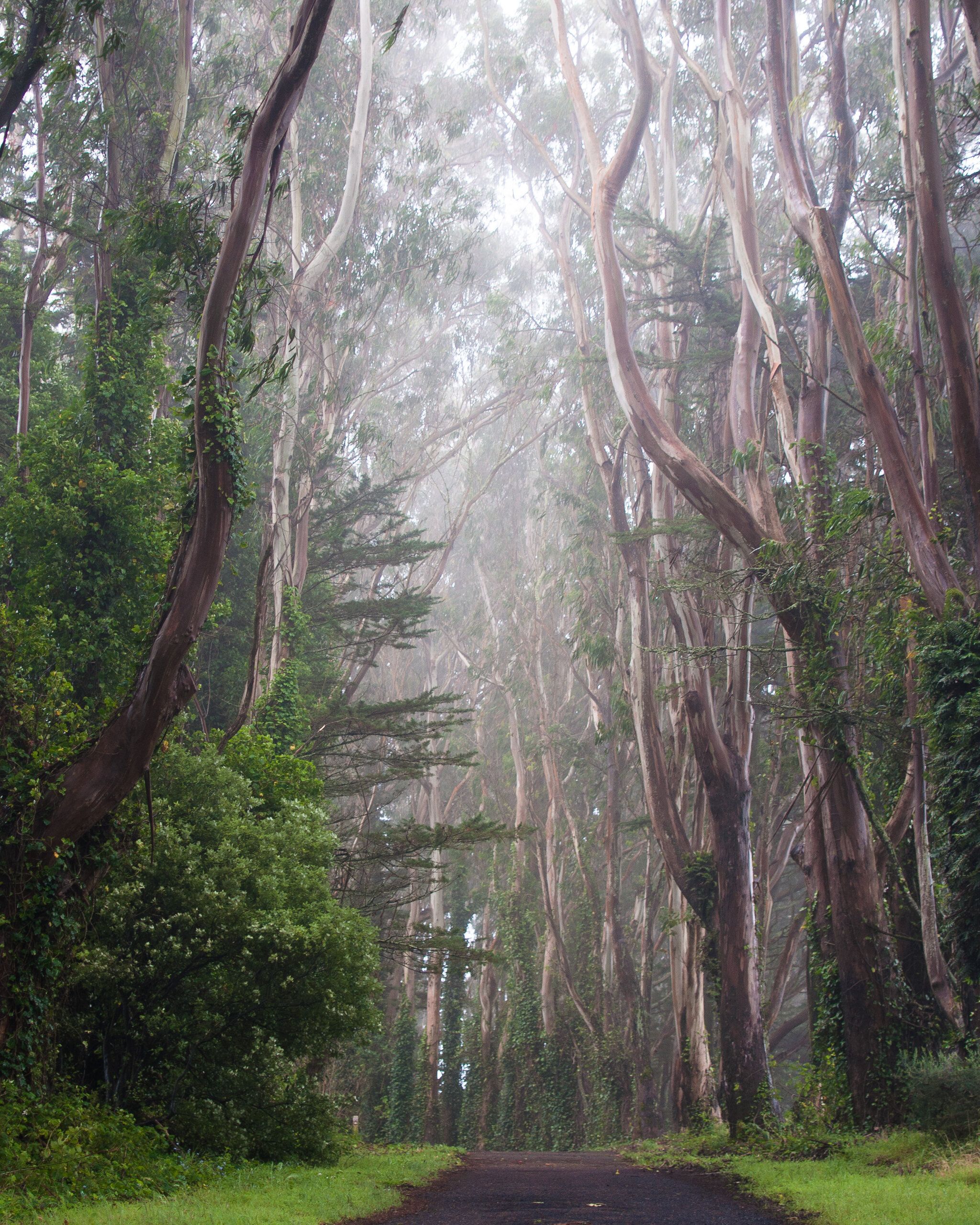 Wedding Path
