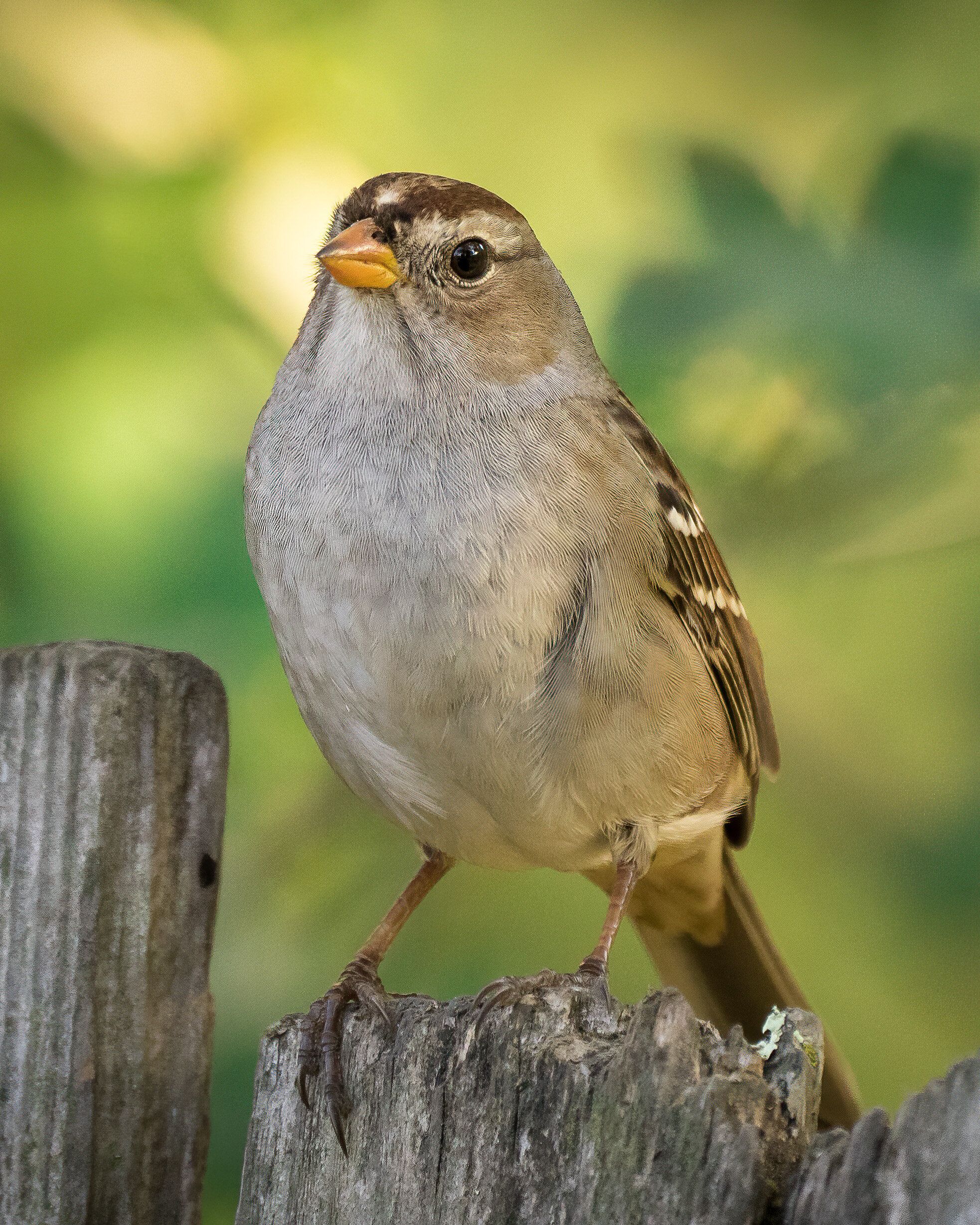 White-crowned Sparrow (Zonotrichia leucophrys)